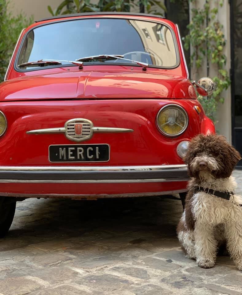 Des Truffes D'azur - Les nouvelles de nos chiots! 