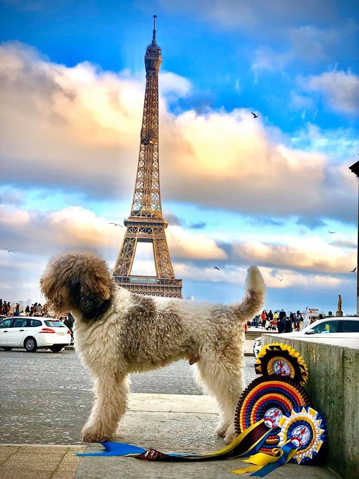 Des Truffes D'azur - PARIS DOG SHOW 2020 