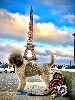  - PARIS DOG SHOW 2020 