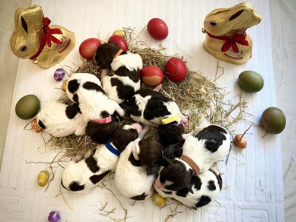 Des Truffes D'azur - Joyeuses Pâques! 